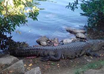 Podrían retirar a cocodrilos de lagunas en Ciudad Madero