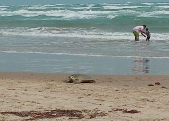 Arriban 50 ejemplares de tortuga Lora a playa Miramar