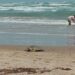 Arriban 50 ejemplares de tortuga Lora a playa Miramar
