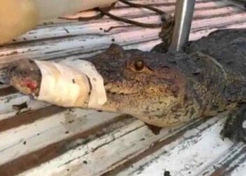 Capturan cocodrilo dentro de domicilio en Ciudad Victoria