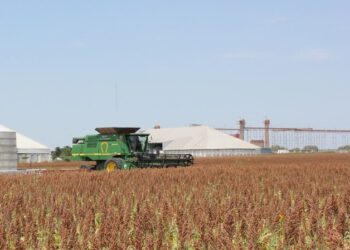 Buscan declarar al sorgo de Tamaulipas como grano básico