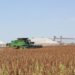 Buscan declarar al sorgo de Tamaulipas como grano básico