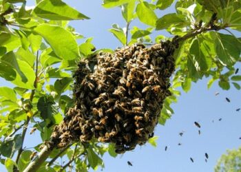 Los ataques de abejas aumentan en Ciudad Victoria