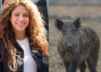 Atacan Jabalíes a Shakira en Barcelona