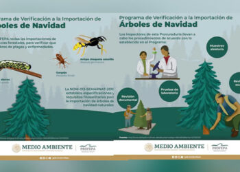 Verifica PROFEPA ingreso de Árboles de Navidad a Tamaulipas