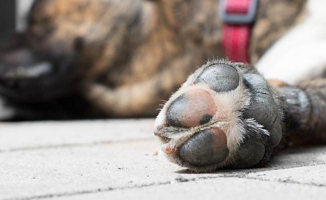 Sujeto es sentenciado a más de 3 años de prisión por matar a un perrito en Puebla