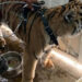 Aseguran cachorro de tigre de bengala en Chimalhuacán