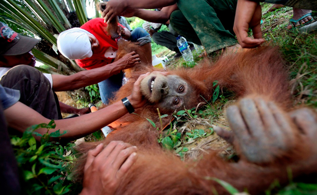 Desgarrador: orangután fue violado por varios hombres a cambio de dinero
