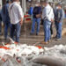 Aseguran cerca de 800 kilos de carne de tiburón en Central de Abastos de Iztapalapa