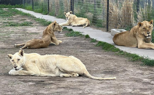 Han sido reubicados 138 animales del santuario Black Jaguar