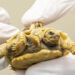 Nace la primera tortuga siamesa bicéfala en Países Bajos