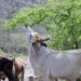 Todo por una vaca: res provoca accidente en la carretera y mueren 6 personas