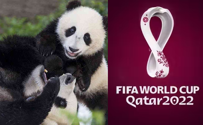 China obsequia a Qatar dos pandas gigantes por el Mundial 2022