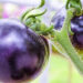Aprueban cultivo de tomate morado modificado genéticamente en EU