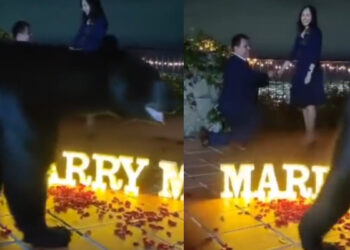 VIDEO. Oso interrumpe propuesta de matrimonio en San Pedro, Nuevo León