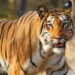 Abaten a tigre que mató a varias personas en India