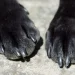 Horror: perrita preñada es golpeada varias veces con un palo