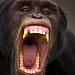 “Se la está comiendo”: chimpancé le arranca la cara y logra sobrevivir
