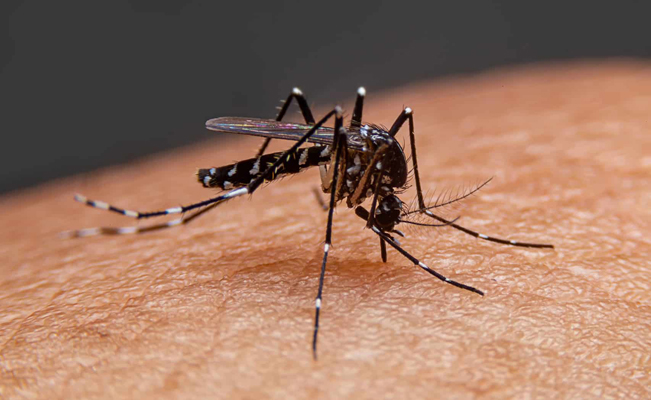Reportan más de 20 mil contagios de dengue en Perú