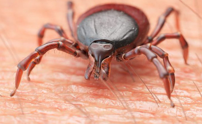 En EU, emiten alerta ante aumento de casos de babesiosis por garrapatas