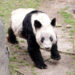 Panda gigante regresa a China tras 20 años en Estados Unidos