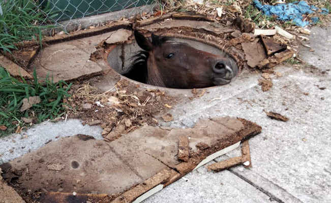 Rescatan a caballo que cayó a registro de la CFE en Temixco, Morelos