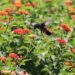 Impulsa la Comisión de Parques y Biodiversidad generación de jardines polinizadores en Tamaulipas
